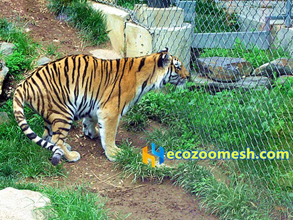 tiger enclosure mesh, tiger fence enclosure, tiger cage enclosure netting