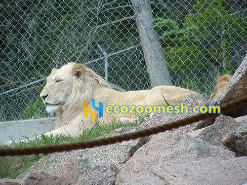 lion enclosure net,lion fence mesh