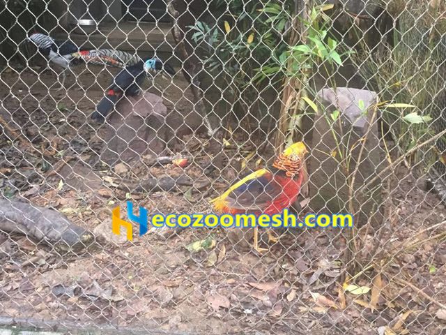 Golden Pheasant cage protection mesh