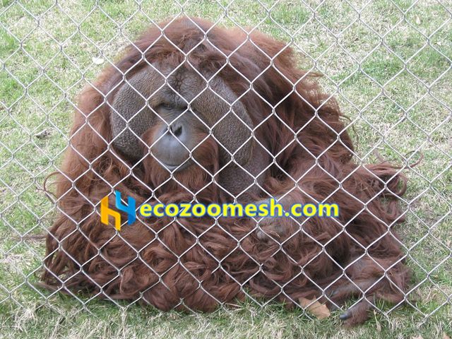Orangutan enclosure fence mesh
