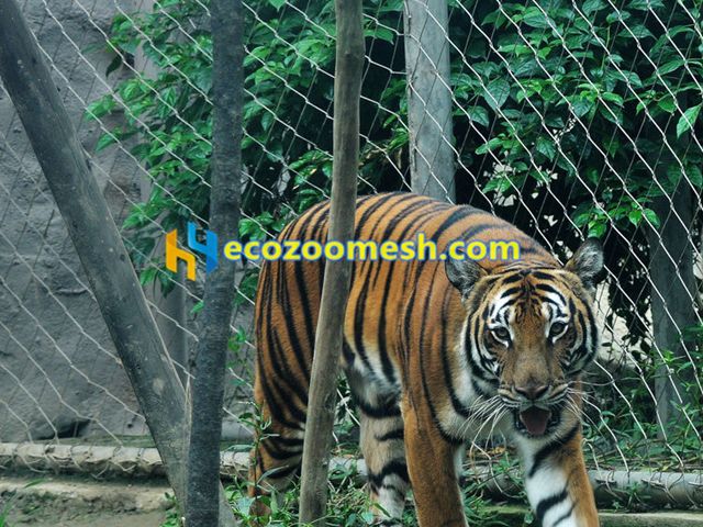Tiger fence mesh
