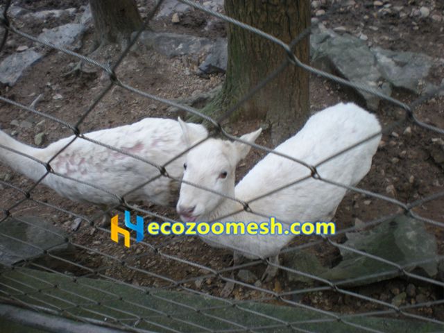 animal cage mesh