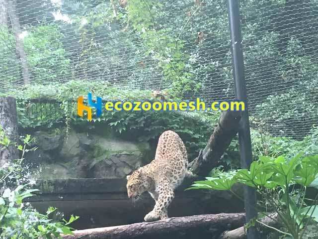 Leopard enclosure wire mesh