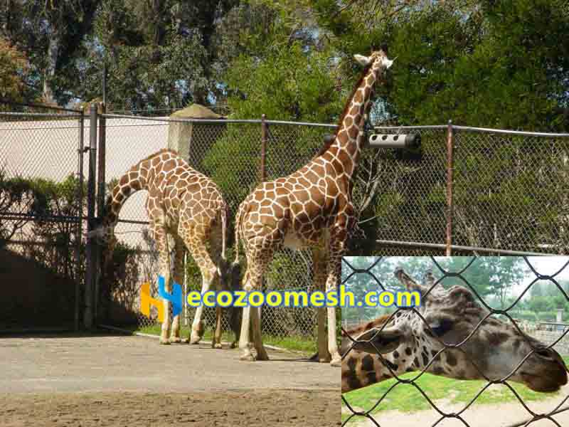 giraffe barriers giraffe exhibitions