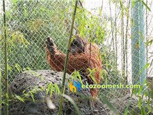 Gorillas-fence-mesh-22