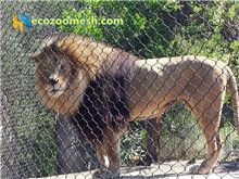 Lion-enclosure-mesh-82