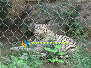 tiger enclosure fence mesh