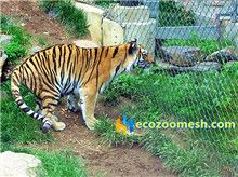 tiger-fences-mesh-25