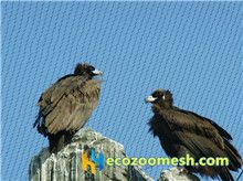 zoo-mesh-phantom-mesh-aviary-mesh-Bald-Eagle-aviary-mesh-42
