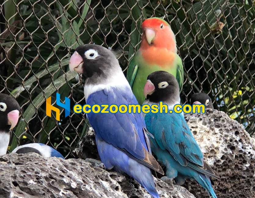 Picture of Parrot Aviary Mesh | Zoo Mesh Supplier-Hengyi