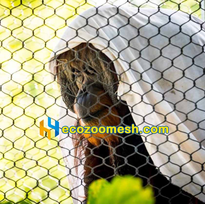 orangutan red ape fence mesh